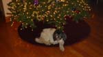 Zoe under the tree