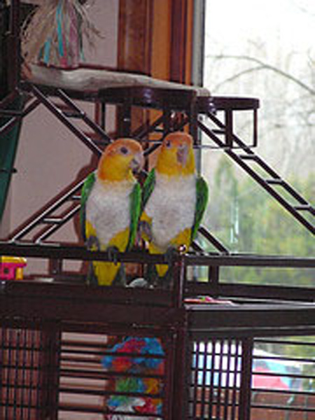 Cleo and Gus IanThom 2007