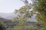 Cretan olives 2008