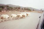 Road Sheep Crete