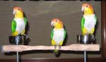 A Cluster of Caiques