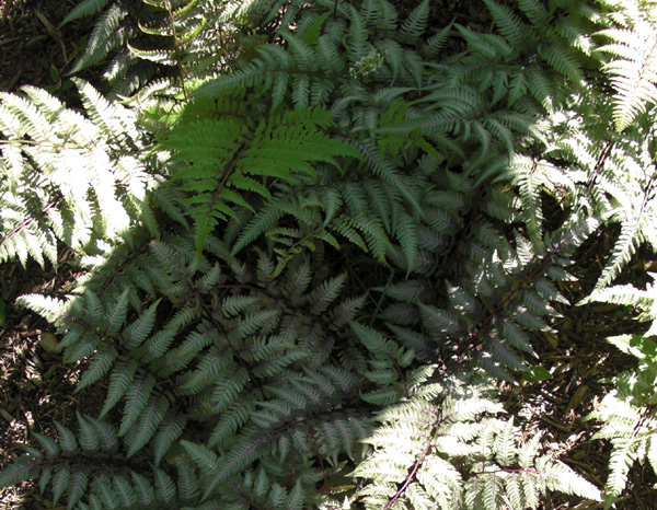 Mothers Day 2009 Fern Detail 2