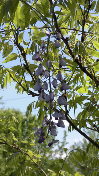 Mothers Day 2009 Wisteria cluster 1