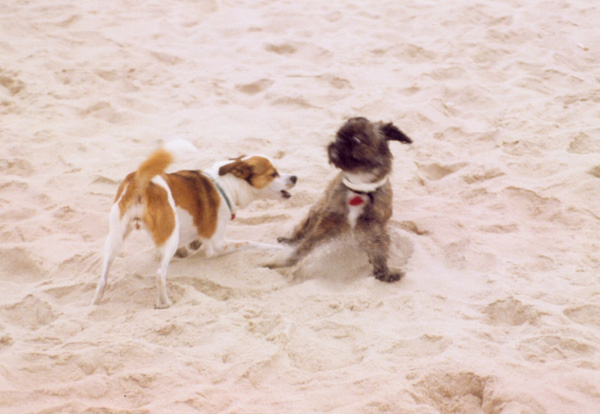 Sam and Scruffy at the beach