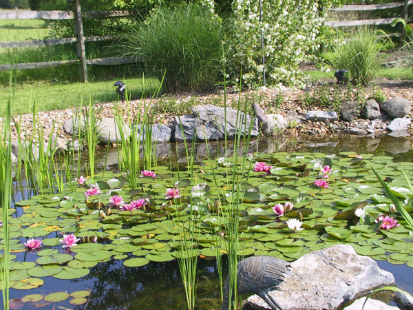 Lily Pond 1