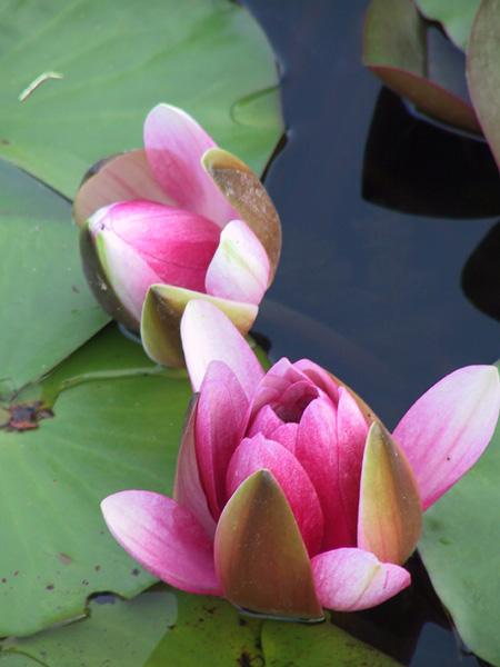 Pond Lily