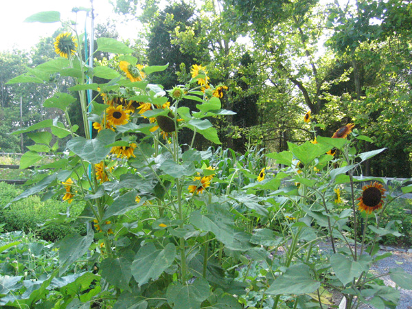 Sunflowers