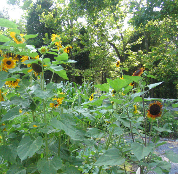 Sunny Day Flowers