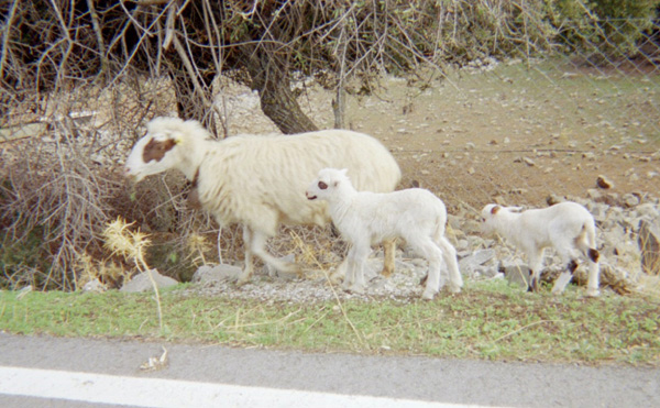 Goats off to grammas house Crete 2008