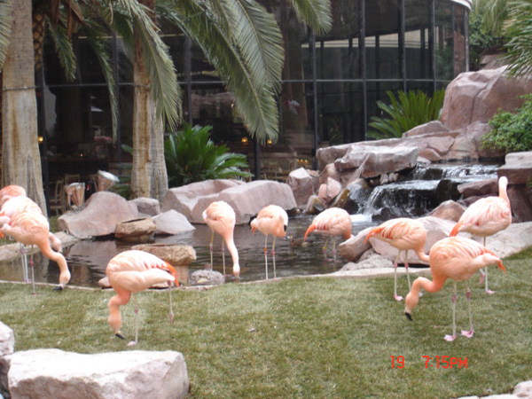 Flamingos