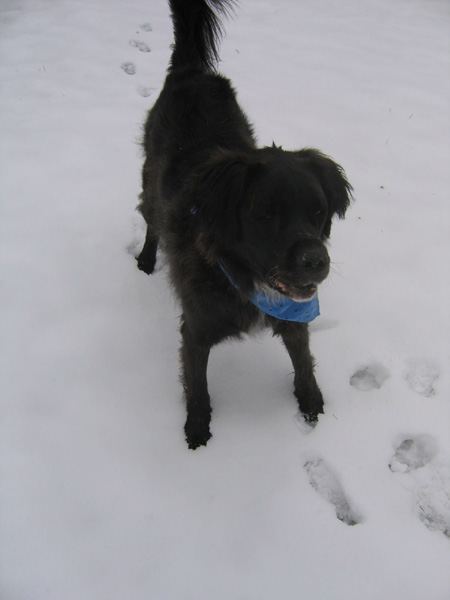 Stagshead SnowThor Jan 2008