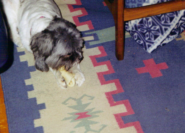 Zoe and her bone