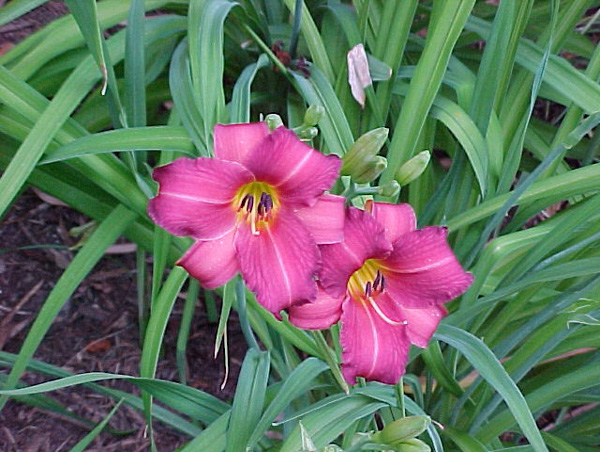 Daylillies