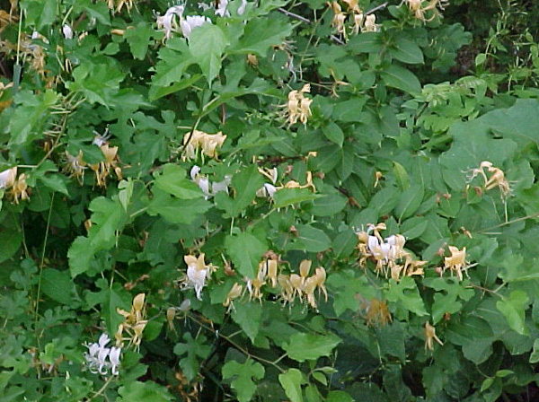 Honeysuckle