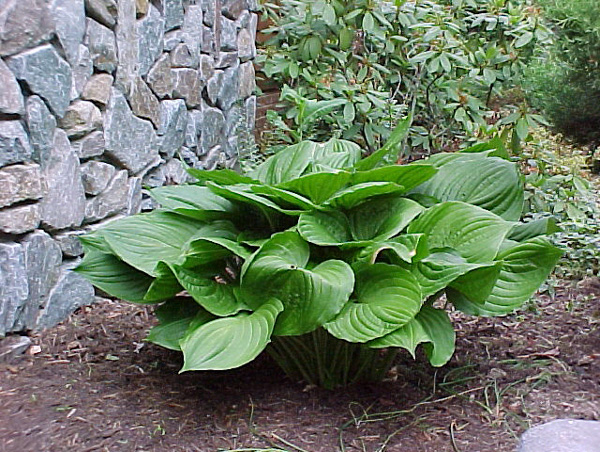 Hosta