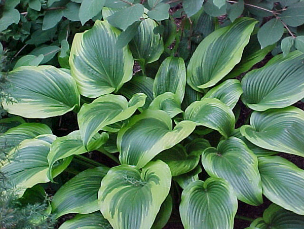 Hosta2_62