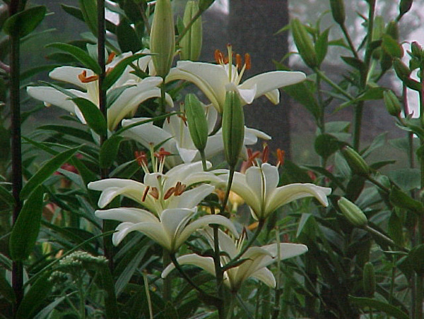 Lillies 2