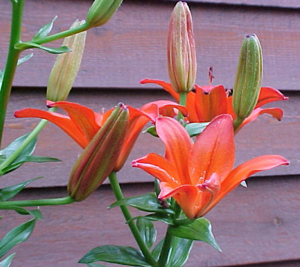 Lillies_68