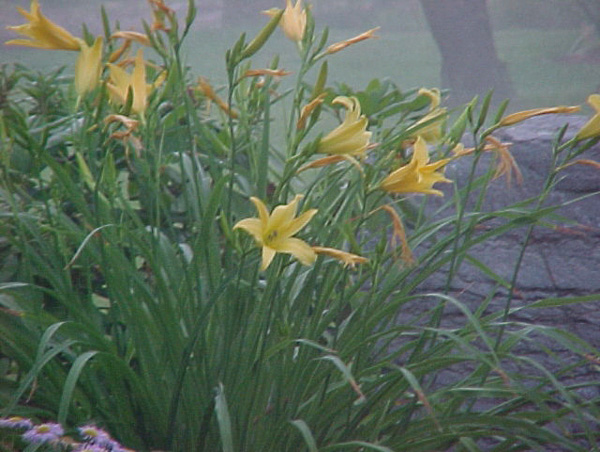 Misty Daylillies