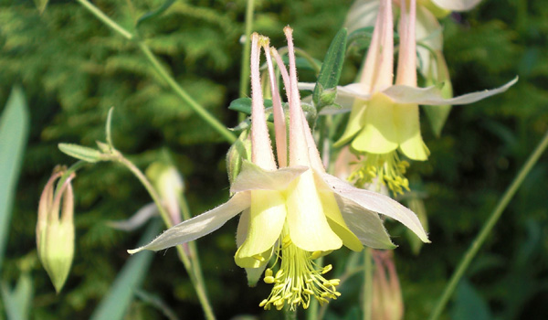 Mothers Day 2009 Columbine