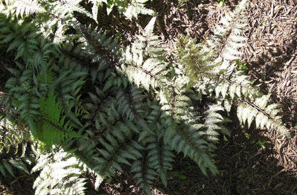 Mothers Day 2009 Fern Detail 1