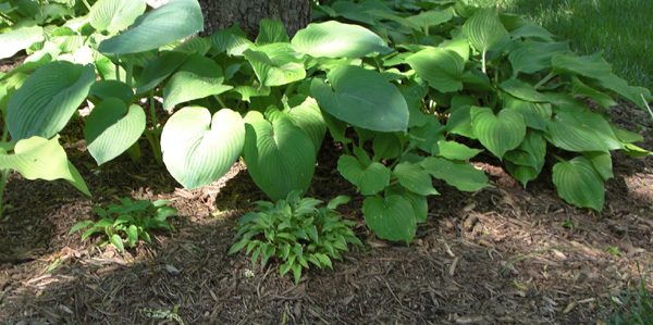 Mothers Day 2009 Hostas Great and Small