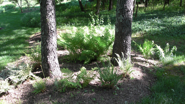 Mothers Day 2009 Large Fern Bed