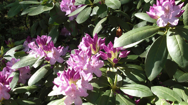 Mothers Day 2009 Rhodies