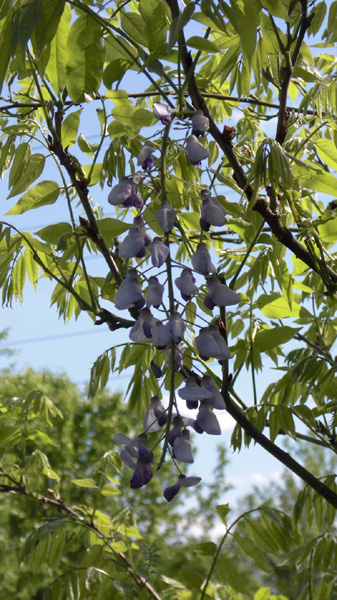 Mothers Day 2009 Wisteria cluster 1_91