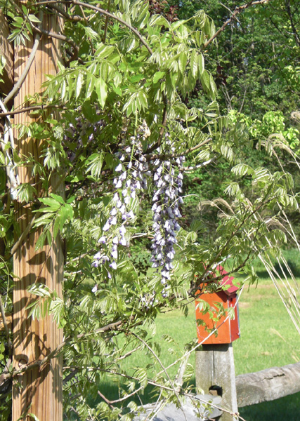 Mothers Day 2009 Wisteria cluster 2