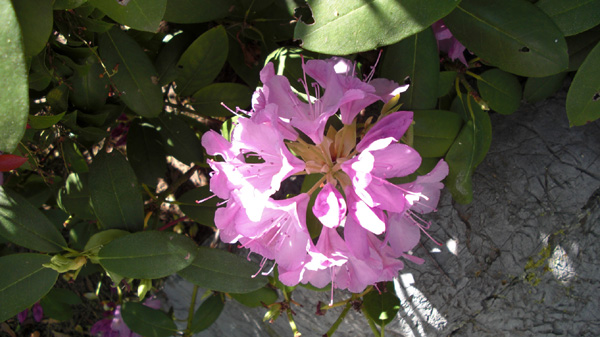 Mothers Day 2009 rhodie 2