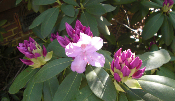 Mothers Day 2009 rhodie 3_87