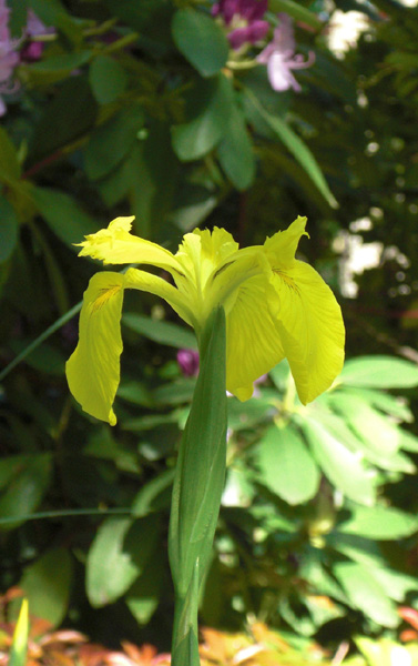 Mothers Day 2009 water iris 2