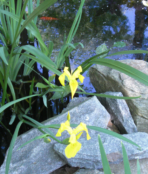 Mothers Day 2009 water iris