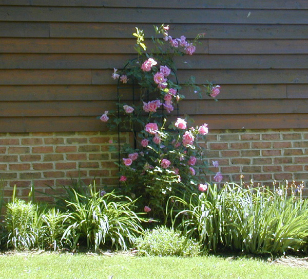 Susan and Polly's rose