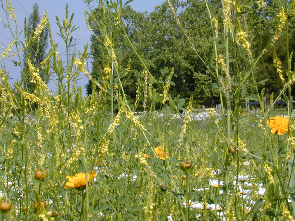 Wildflower Garden 1_134