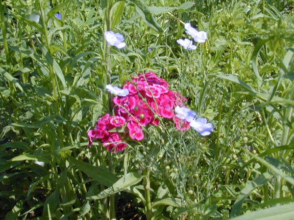 Wildflower Garden 3